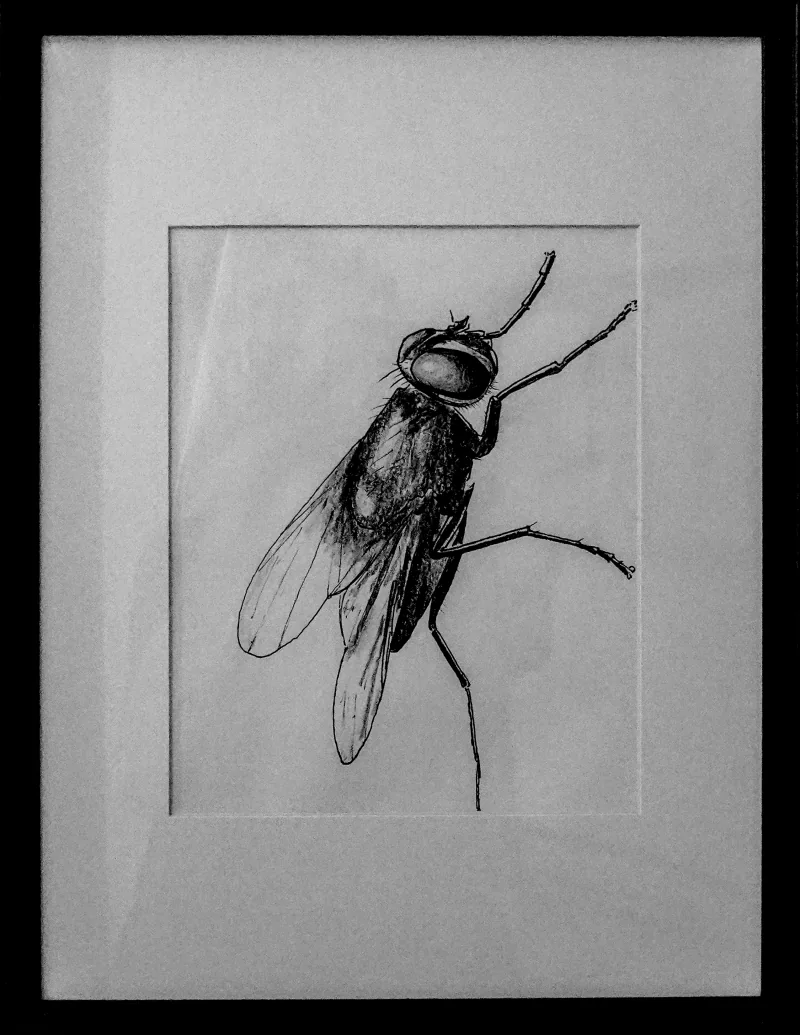 Framed pencil drawing of a fly